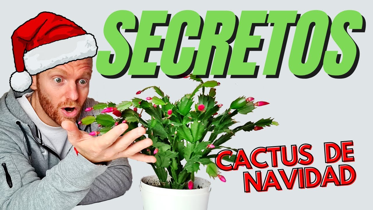 Cuidados del Cactus de Navidad  / Gua Completa de la Schlumbergeria o  Santa Teresita