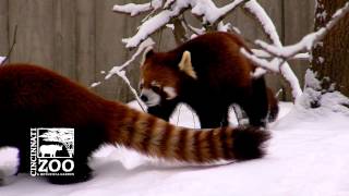 Why a Red Panda would not make a good pet  Cincinnati Zoo