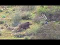 Chasse sanglier en battue  wild boar hunting 2024 caccia al cinghiale