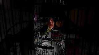 Lovebird Durasi.ANUGRAH BF