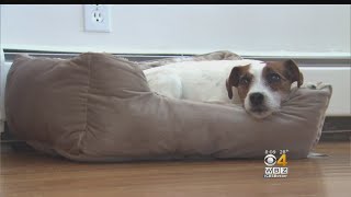 Man Says He And His Dog Were Attacked By 4 Coyotes Wealth