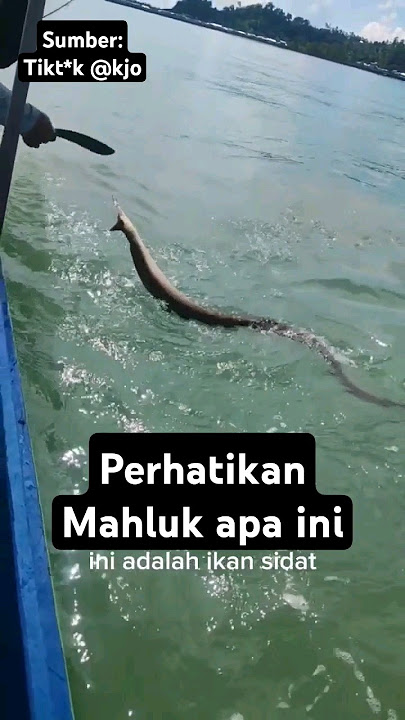bertarung dengan binatang buas di laut, begini endingnya !! #faktaunik #ikan #laut #mancing #fish