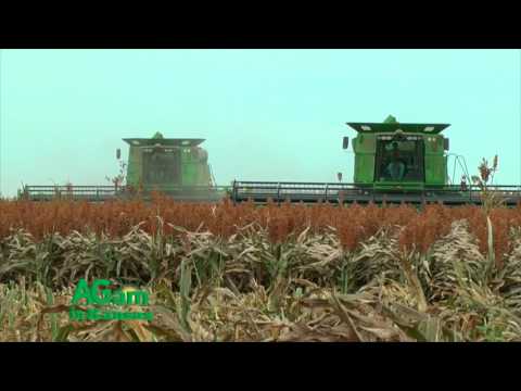 farm-factor---martin-kerschen-and-the-sorghum-checkoff---september-27,-2016