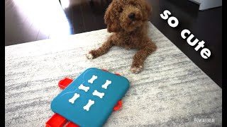 DOG TOY REVIEWS: Casino Interactive Puzzle Game (BEST DOG TOY EVER!!) screenshot 1