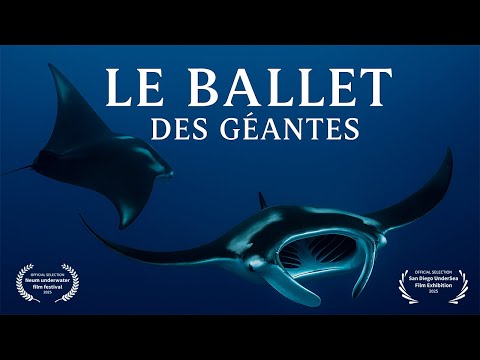 The ballet of the giants: the manta rays of the Marquesas
