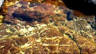 Tide Pool Meditation | Chōshi on Historic Edo Period Shakuhachi