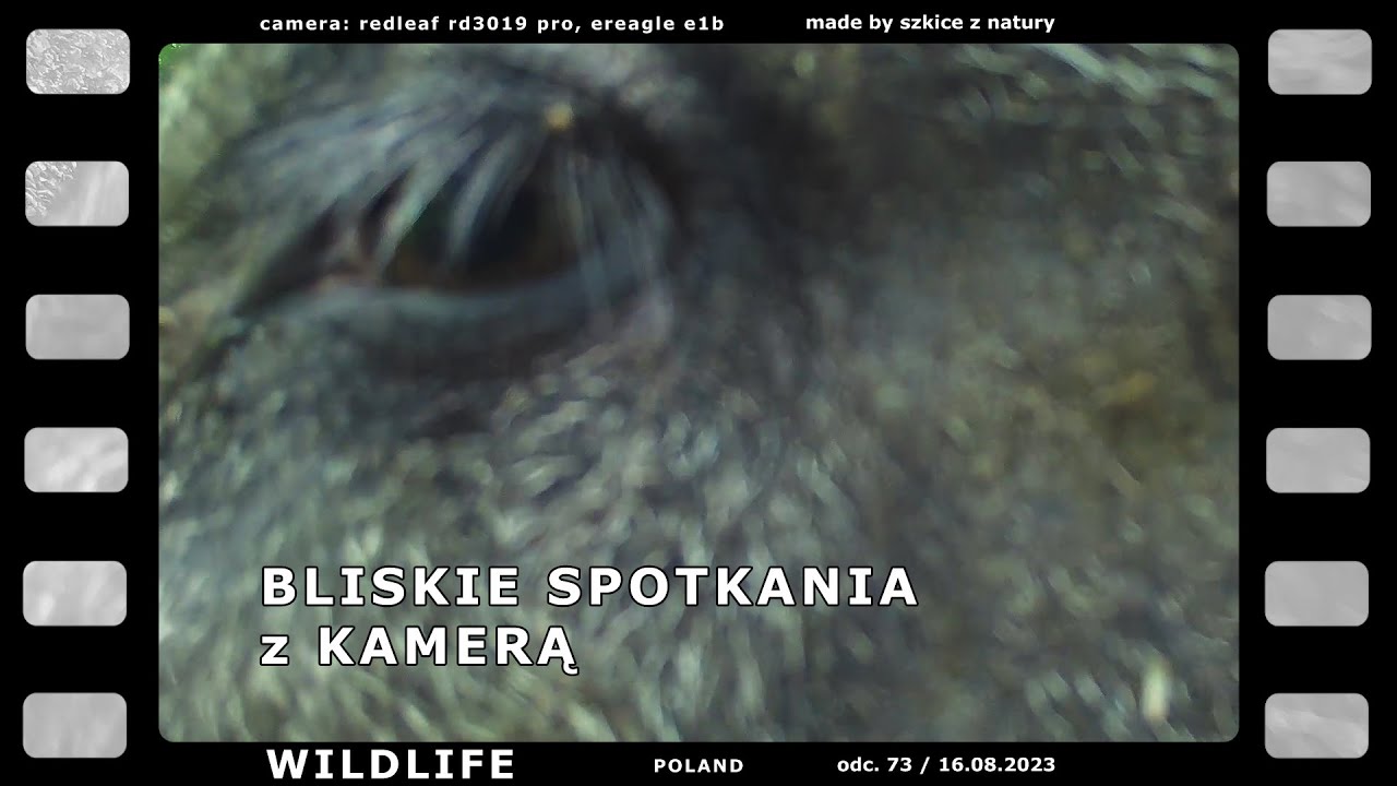 Bliskie spotkania z kamerą. Wildlife no 73 - YouTube