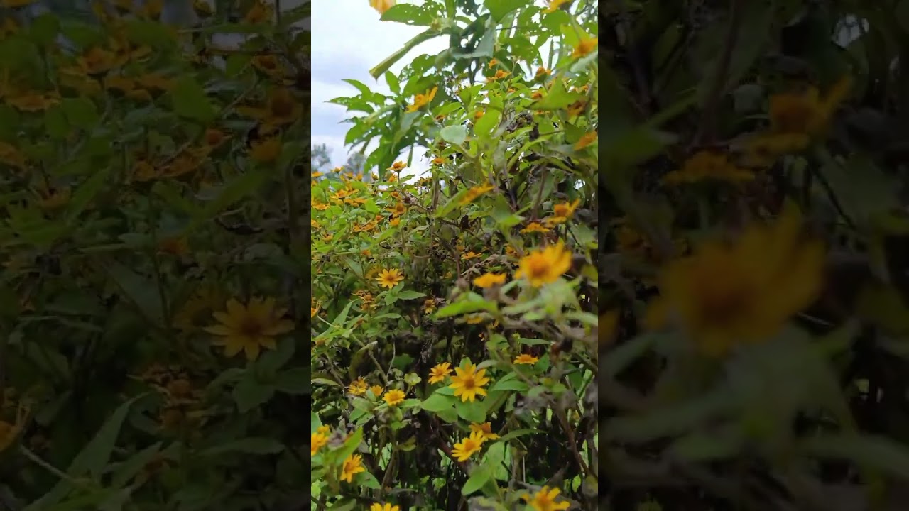 Tanaman bunga matahari mini 