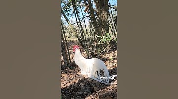 White Bantam Phoenix Qaib Dib Tw Ntev #chicken #qaibdib #gamefowl #ayam #rooster #gallos #bantam