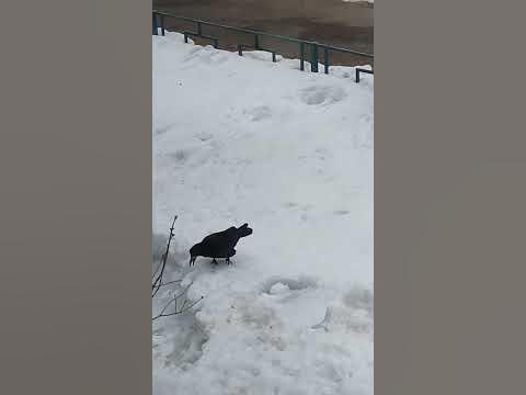 Ворона кормят крылья, смекалка и наша мама!😀👀🙏🙂👍♥️ Больше видео на Дзен ...