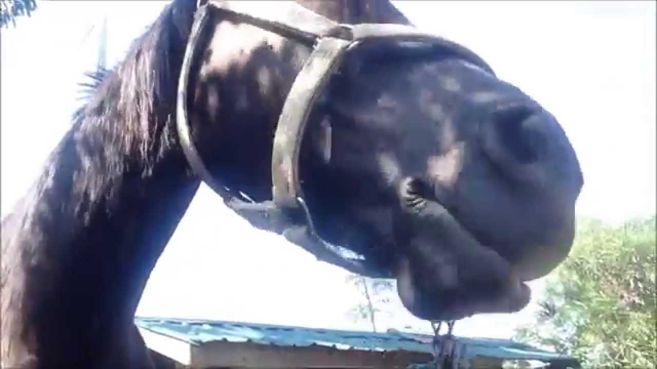 horse mulan can beatbox youtube