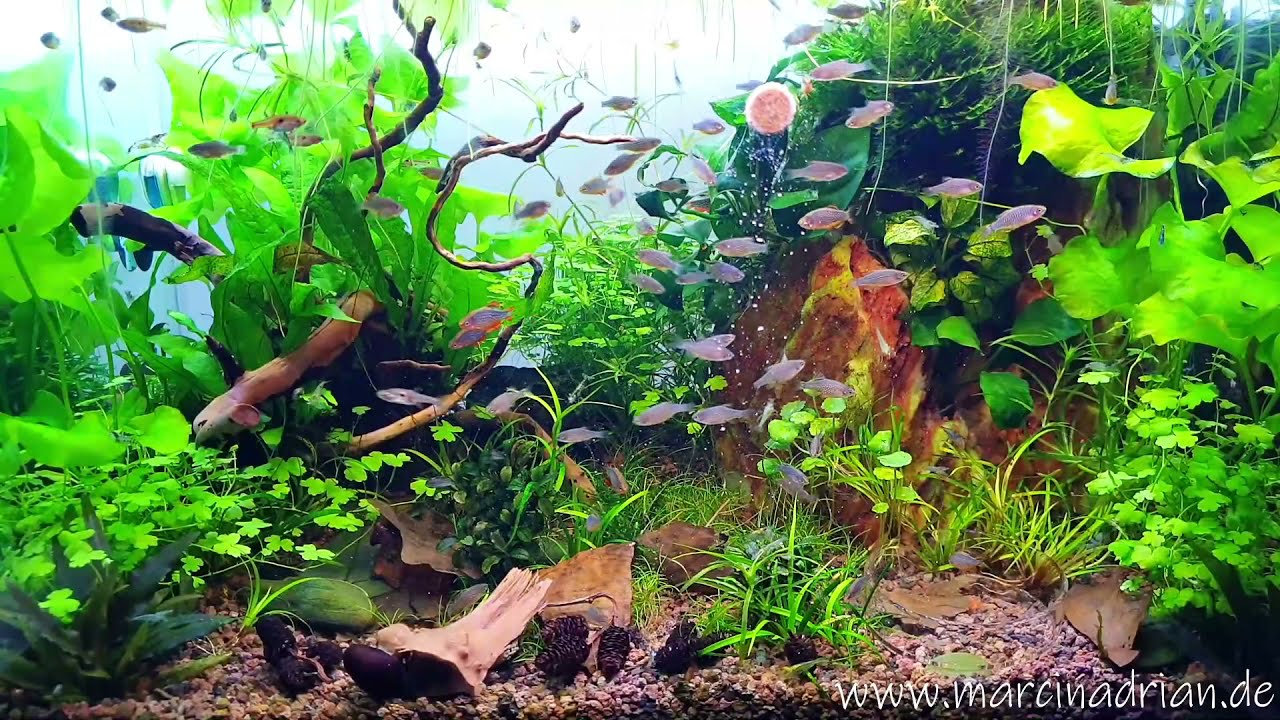 Tropical Supervit Tablets A / aquarium Baby rasbora galaxy fish Perlhuhnbärbling Microrasbora Galaxy