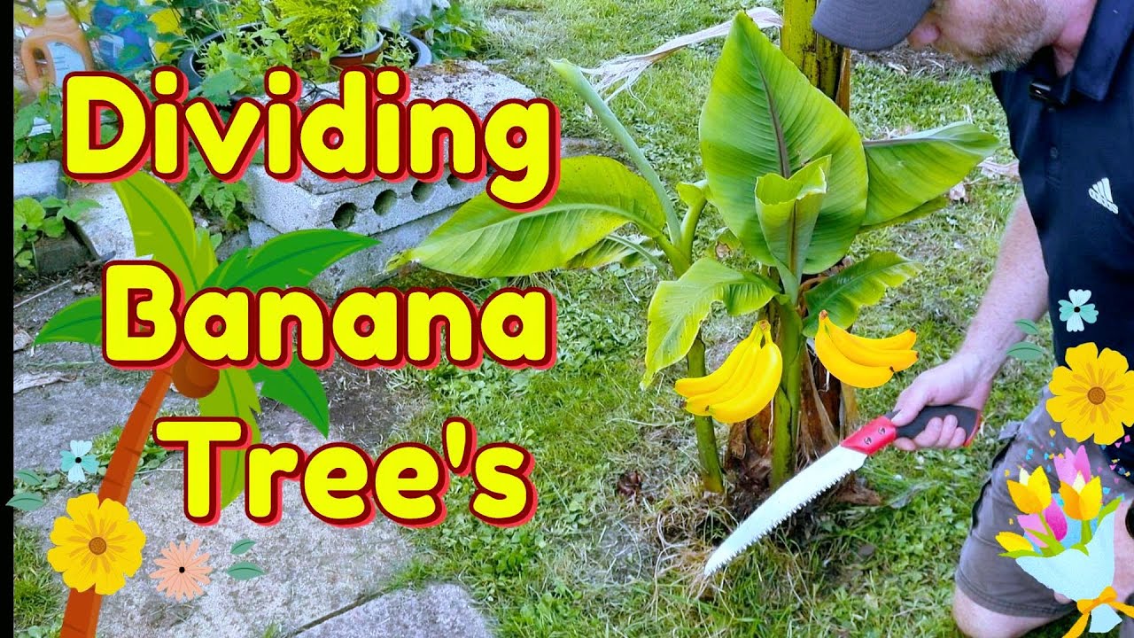 How To Divide Banana Plant Pups Musa Basjoo How To Make Nettle how-to-divide-banana-plant-pups-musa-basjoo-how-to-make-nettle