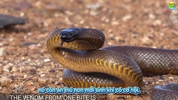 “Rắn Taipan Nội Địa – Loài Rắn Độc Nhất Thế Giới, Chỉ Một Cú Cắn Giết 100 Người!”