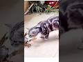 Why Do Cats Win To Snakes