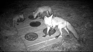 Fox Family Outing to the Snack Bar 5/5 - 5/6/2025