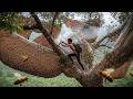 Giant Beehive Hidden in the Sky – Dangerous Honey Harvest