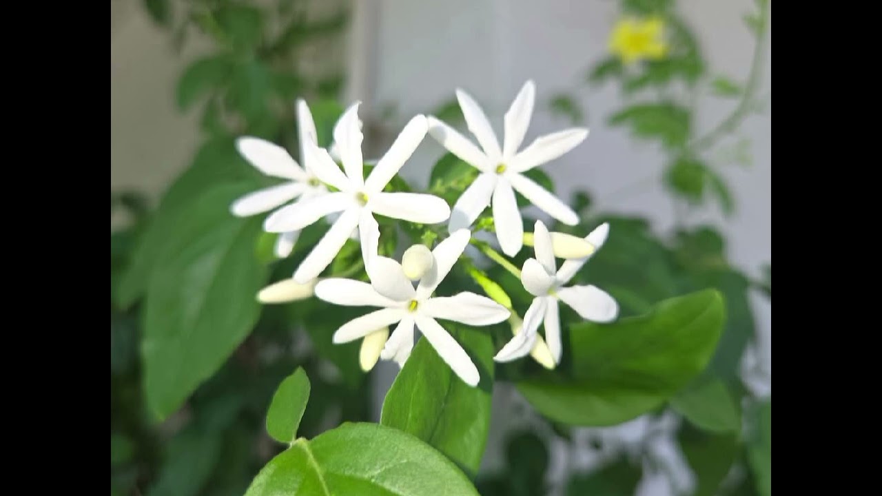 ஐங்குறுநூறு தோழி வற்புறுத்தப்பத்து(469)பைந்தினை உணங்கல்Ingurunooru painthinai unangal paadal porul 