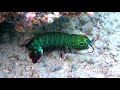 23 06 Mantis shrimps, Bali