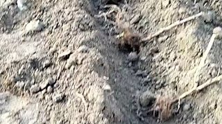 картинка: ПОСАДКА РЕМОНТАНТНОЇ МАЛИНИ ВОСЕНИ. Що робити з відбракованими саджанцями?