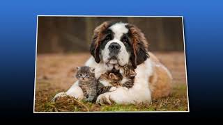 EAST RIDGE ANIMAL HOSPITAL, Chattanooga, TN