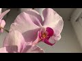 Самая крупная орхидея и самая мелкая ... Тайсуко Джаспер, Льюис Берри, Scroppino . Бантик в шкафу)