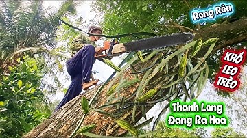 Cưa cây Me Tây khủng dây leo bám um tùm / Sawing down a giant Trembesi tree covered with vines |P105