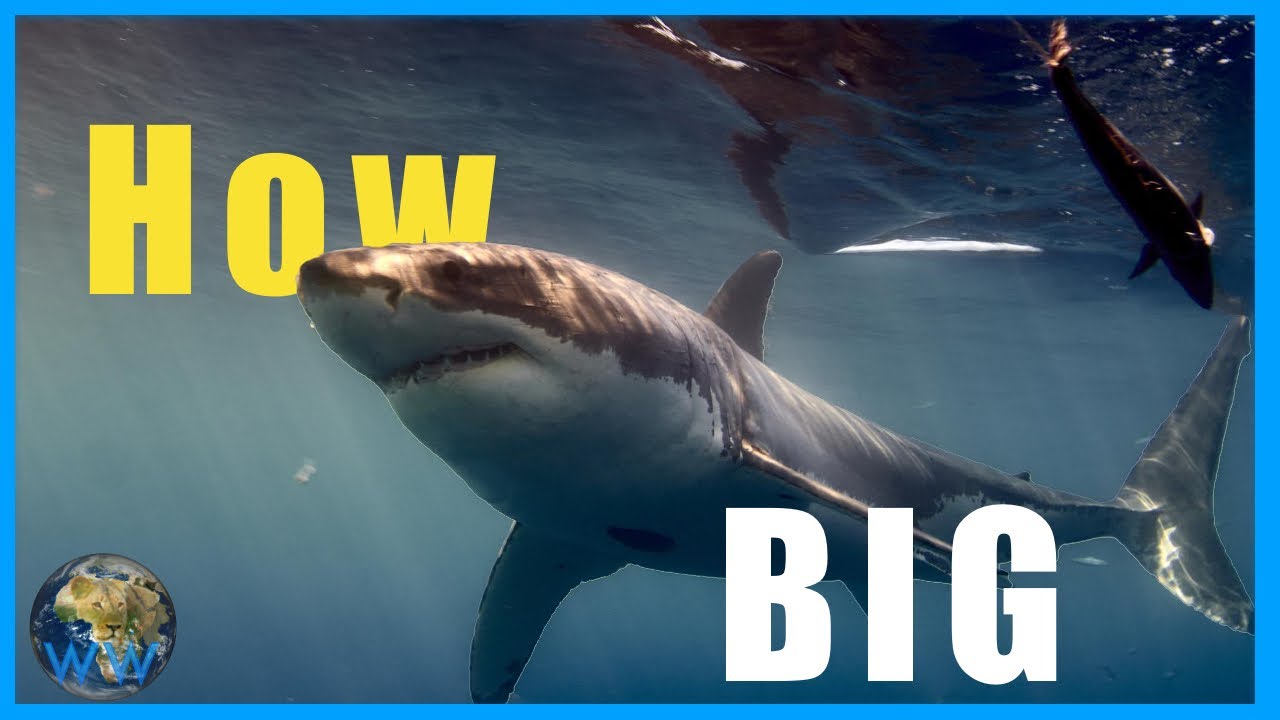 How Big can a Great White ACTUALLY get??? - YouTube