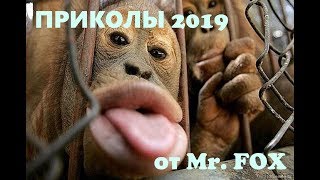 РЖАЧ ПРИКОЛЫ 2019 Сентябрь #1 Сало отдай! Приколюха угар морские свинки РЖАЧ ПРИКОЛЫ 2019 Сентябрь #1 Сало отдай! Приколюха угар морские свинки