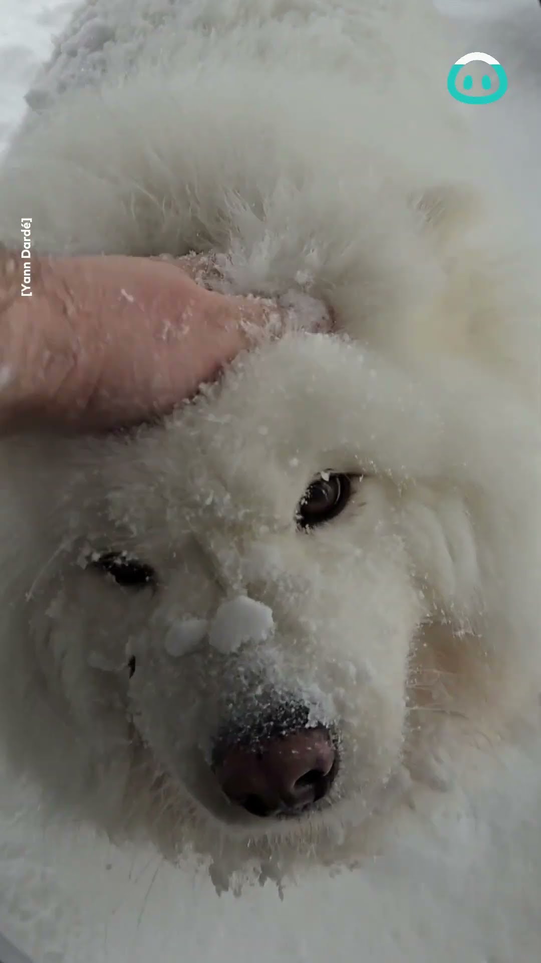 Samoyed Fluffer Covered In Snow || ViralHog