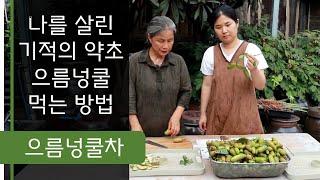 나를 살린 기적의 약초 으름넝쿨, 으름열매, 으름 효능, 으름열매차, 으름덩굴, 한국의 바나나, 최금옥, 슬로시티약초밥상