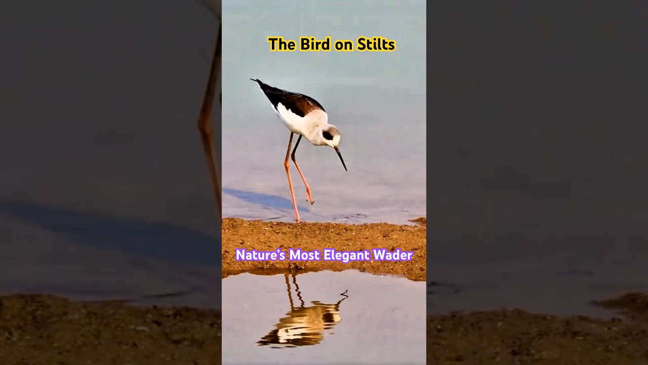 Why Does This Bird Have the Longest Legs?  
