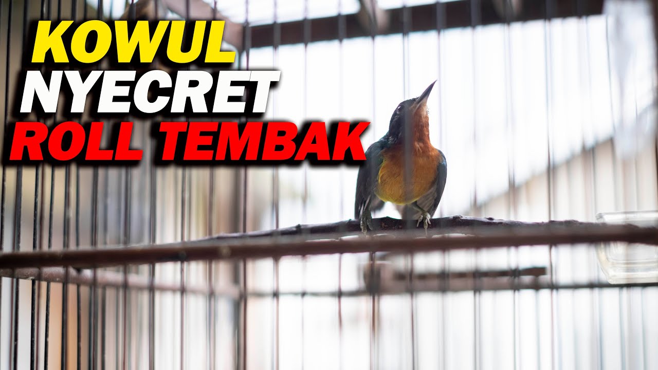 KOWUL GACOR NYECRET ROLL TEMBAK , KOLIBRI WULUNG FULL ISIAN !!!!
