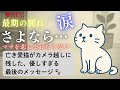 【亡き愛猫がカメラ越しに残した】優しすぎる最後のメッセージ