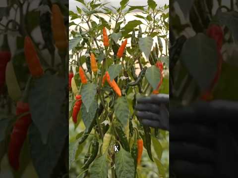 🌶️ Amazing Chilli Harvest! 🔥 | Fresh Mirchi Picking From the Plant 🌱