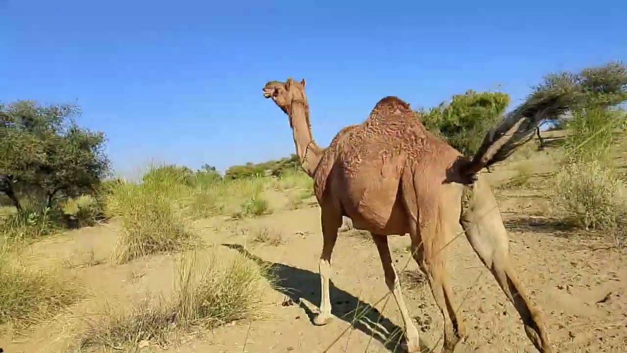 Desert area and camel life 🐪#nature #camel #vairalvideo 