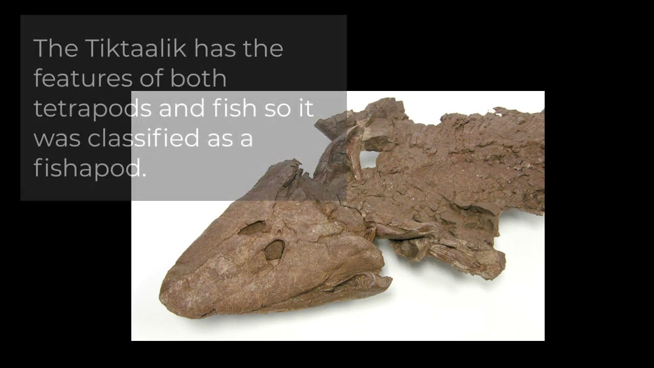 The Tiktaalik - YouTube