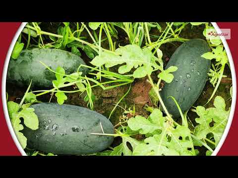 GJ F1 Maxx Watermelon 1000 Seeds Seeds - GJ F1 Maxx Watermelon 1000 Seeds Seeds