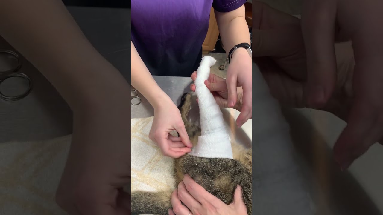 Modified Robert Jones Bandage