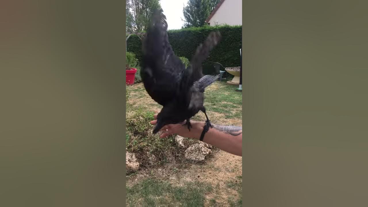 Le corbeau domestique ! La nouvelle corneille à trois yeux YouTube