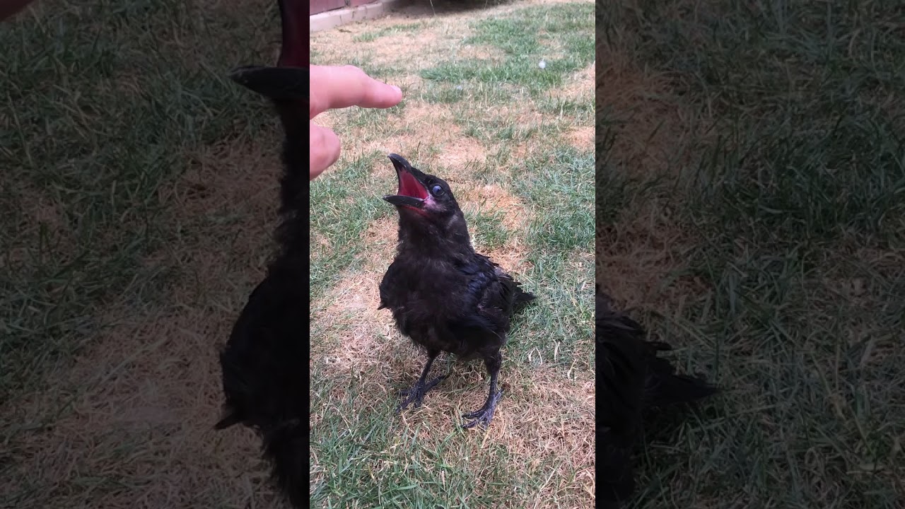 Le corbeau domestique ! La nouvelle corneille à trois yeux YouTube