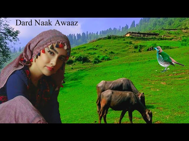 Kashmir Village Vedio :New Pahari Song Gojri Pahari Geet  Apnajk class=