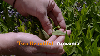 Two Beautiful Amsonia