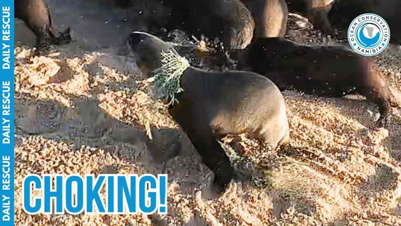 Trapped in a Ghost Net: This Seal Had No Escape!