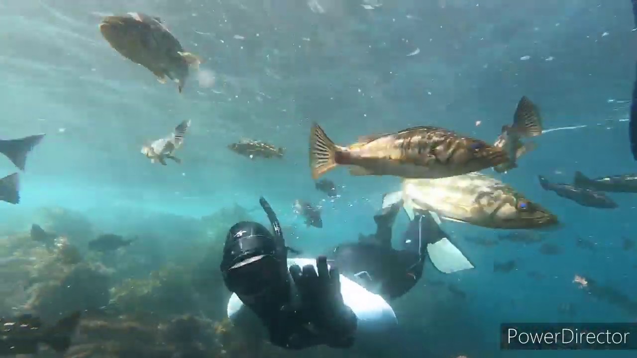 Snorkeling Catalina Island. Snorkel California with Catalina Scuba. Fish City! YouTube
