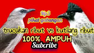 Download Lagu suara pikat kutilang ribut vs trucukan ribut, 100% ampuh bikin semua burung turun semuanya MP3