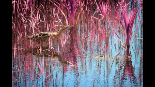 70 Jaar De Zegge Antwerp Zoo Foundation