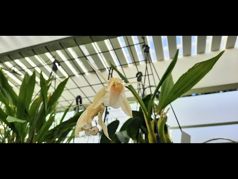 Coelogyne Merrillii