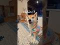 ポンの遠吠え？🐶#柴犬 #チワワ #shorts