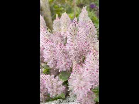 Video: ¿Cómo propagar ptilotus joey?